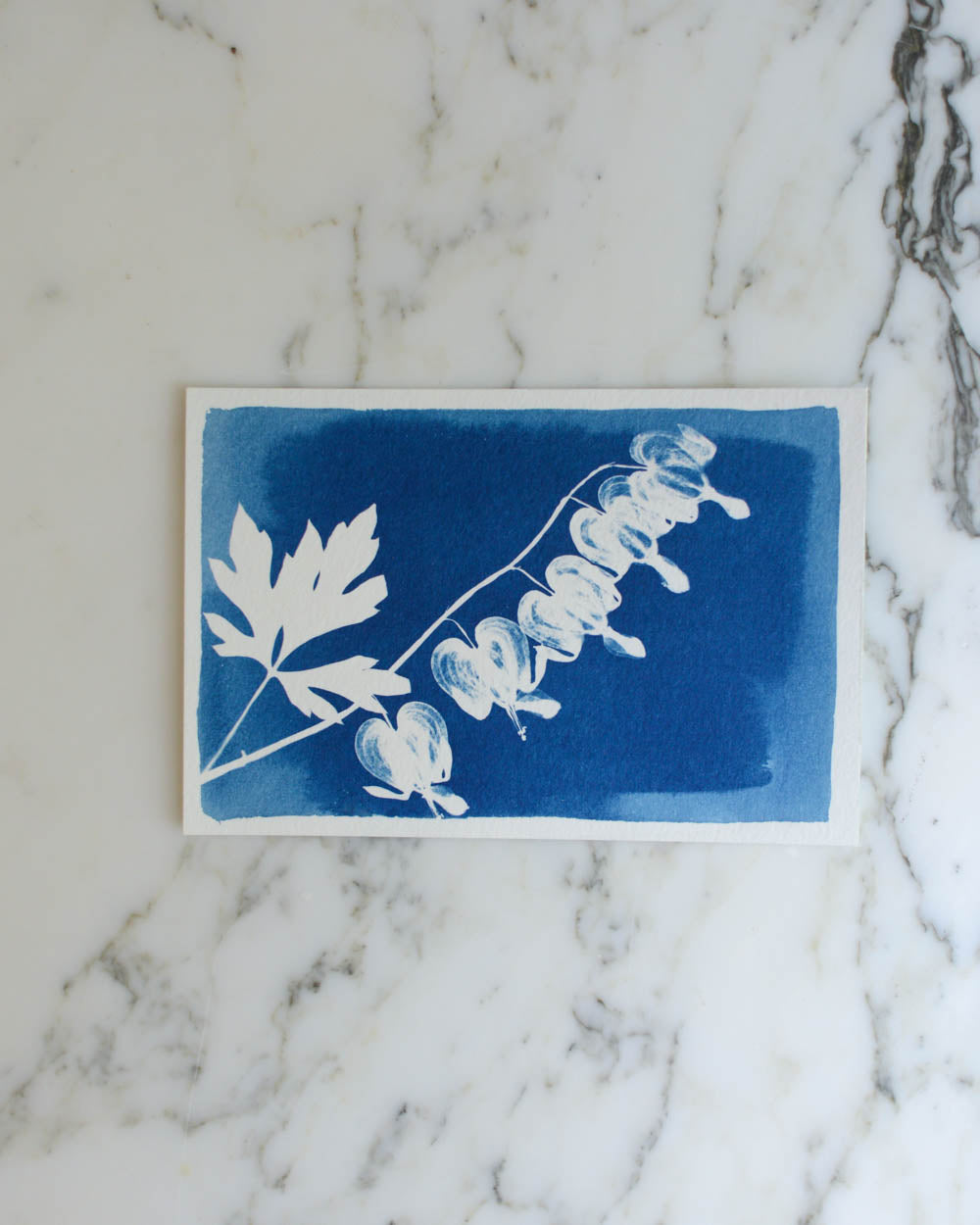 Cyanotype - 4x6" Bleeding Heart