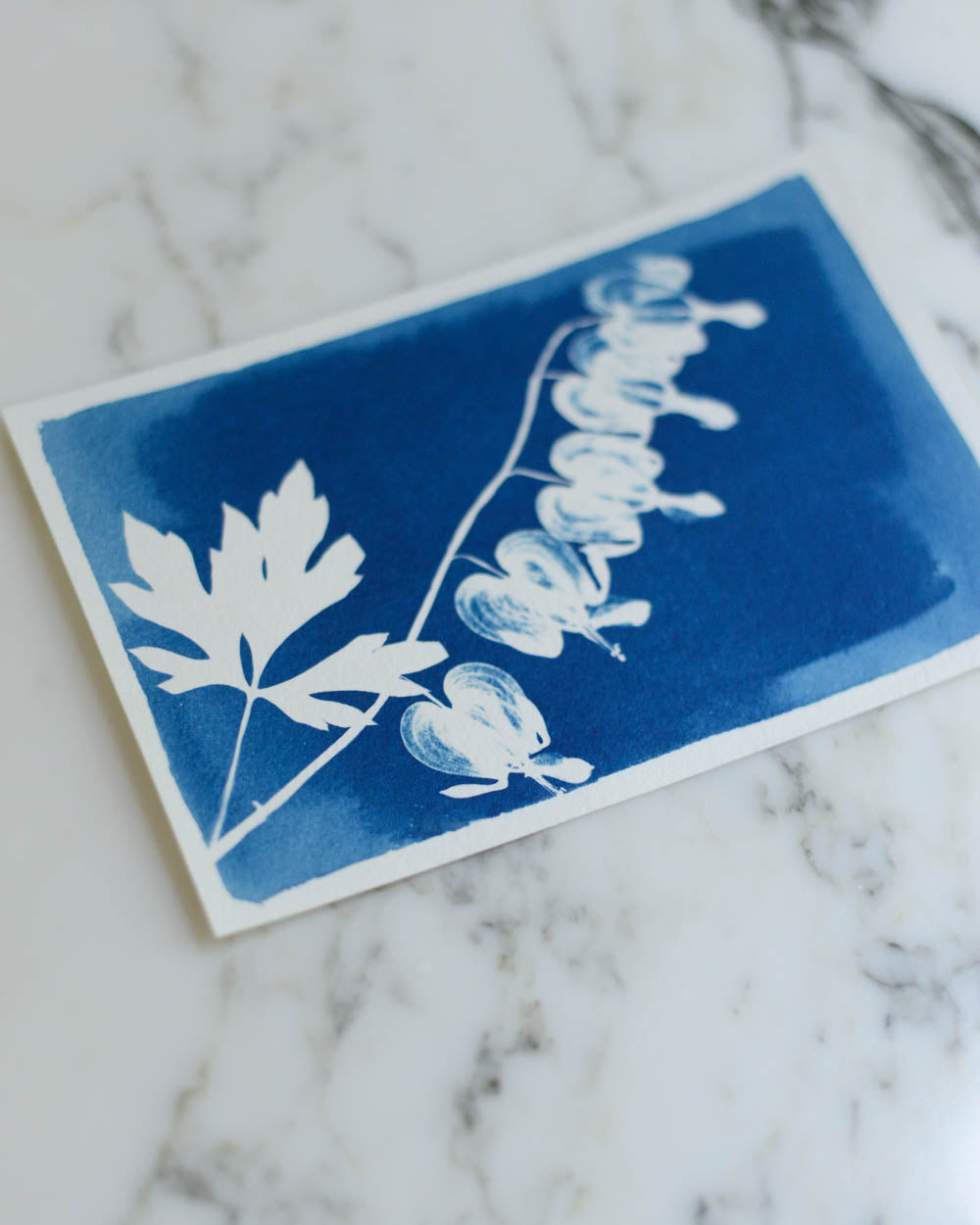 Cyanotype - 4x6" Bleeding Heart