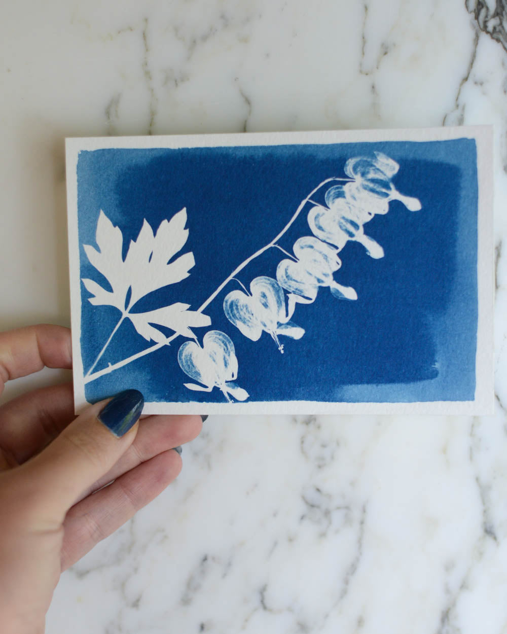 Cyanotype - 4x6" Bleeding Heart