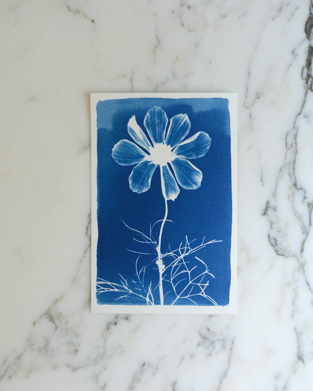 Cyanotype - 4x6" Cosmos