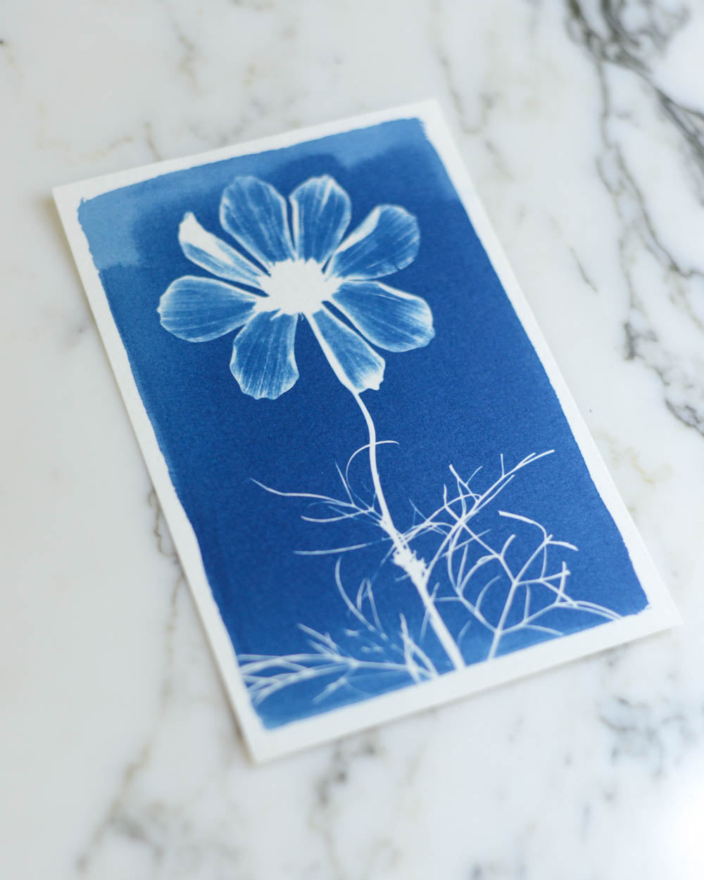 Cyanotype - 4x6" Cosmos