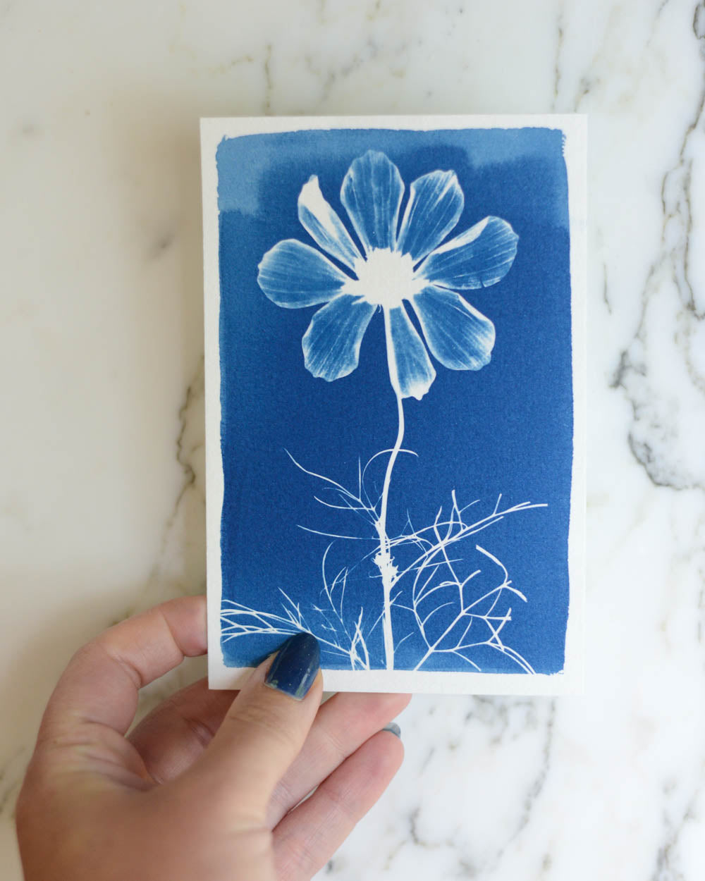 Cyanotype - 4x6" Cosmos