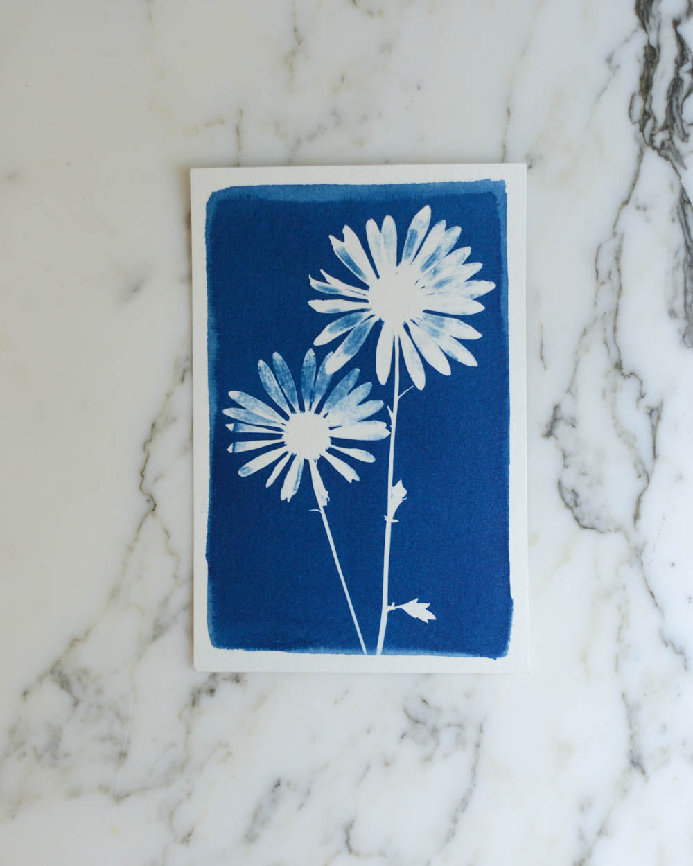 Cyanotype - 4x6" Daisy