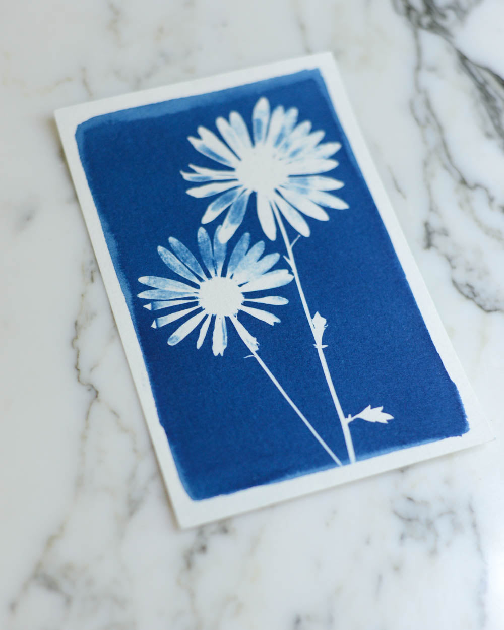 Cyanotype - 4x6" Daisy