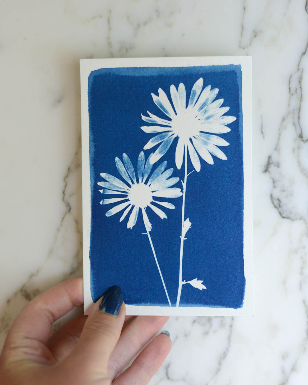 Cyanotype - 4x6" Daisy