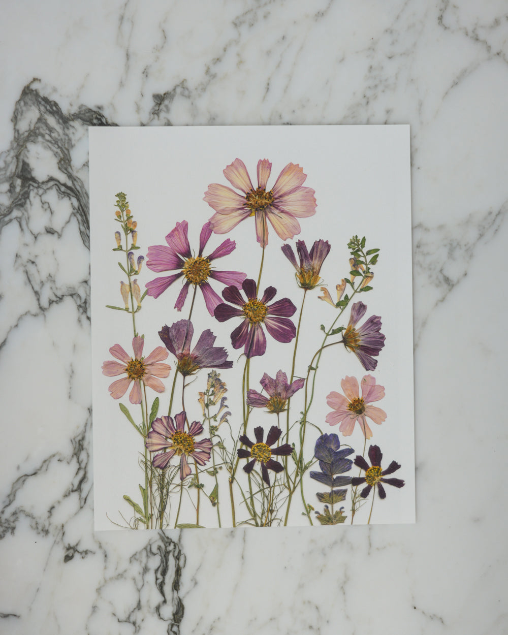 Cosmos Breeze Meadow - Art Print of Pressed Flowers