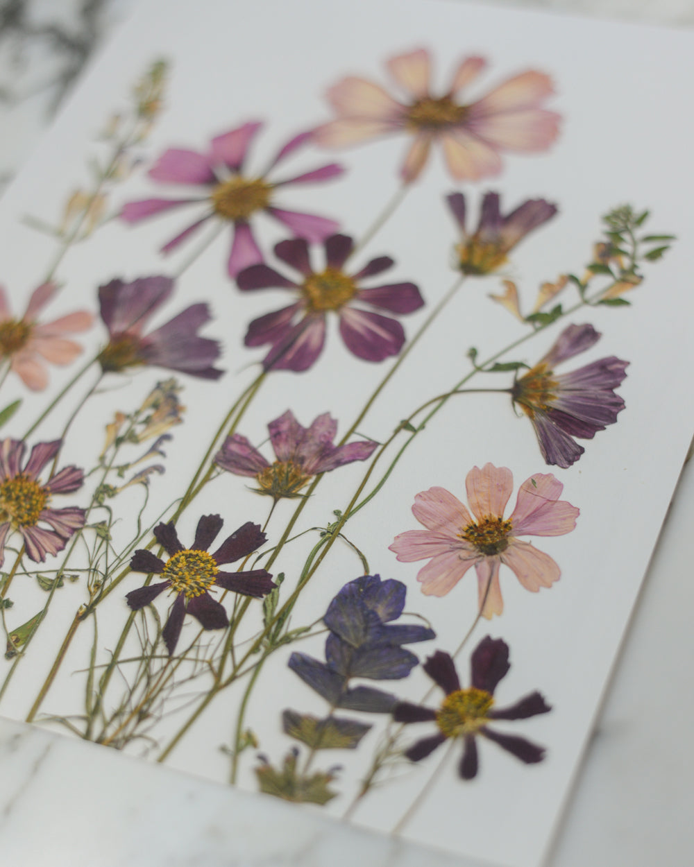 Cosmos Breeze Meadow - Art Print of Pressed Flowers