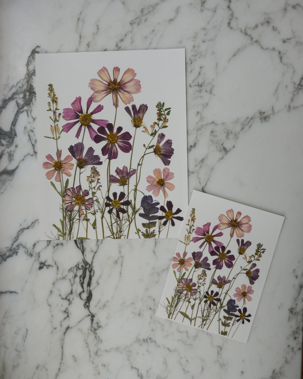 Cosmos Breeze Meadow - Art Print of Pressed Flowers