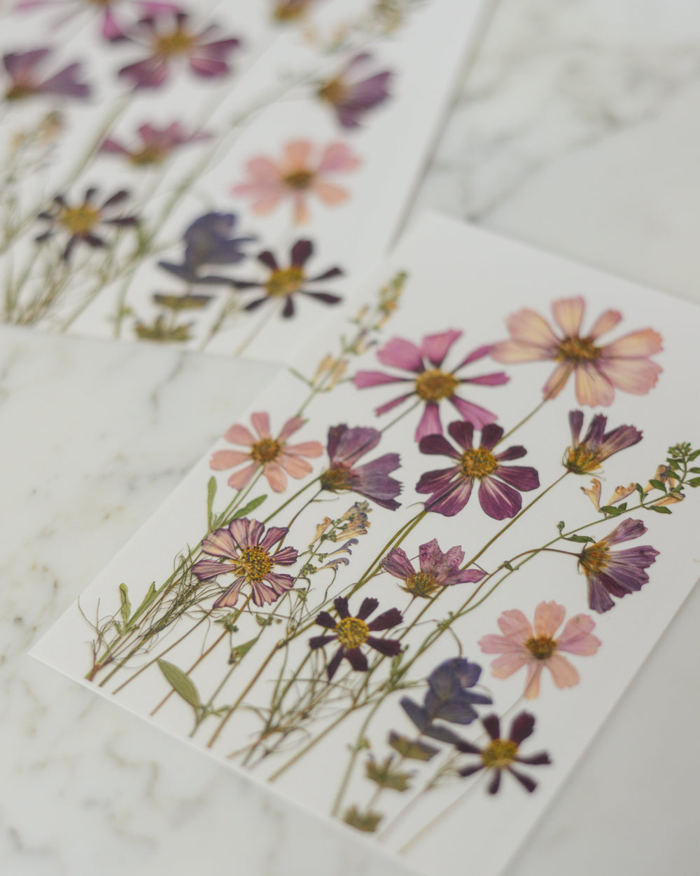 Cosmos Breeze Meadow - Art Print of Pressed Flowers