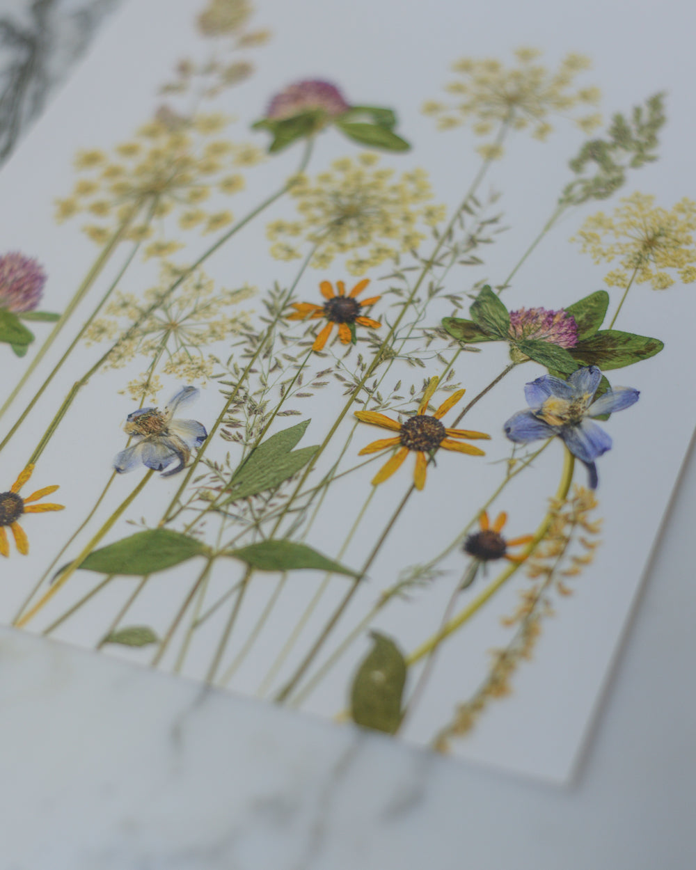 Summer Wildflower Meadow - Art Print of Pressed Flowers