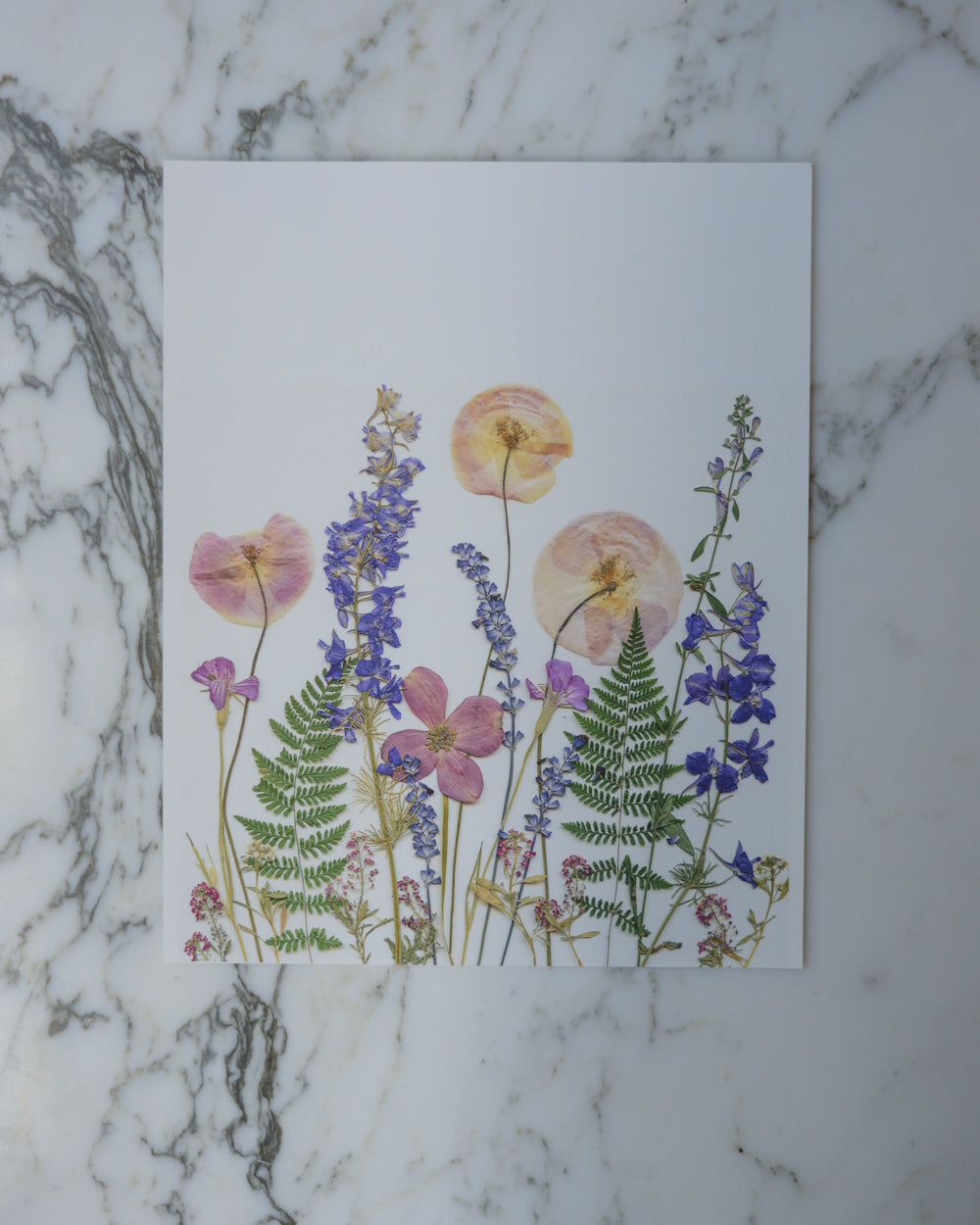 Pink Poppy Meadow - Art Print of Pressed Flowers