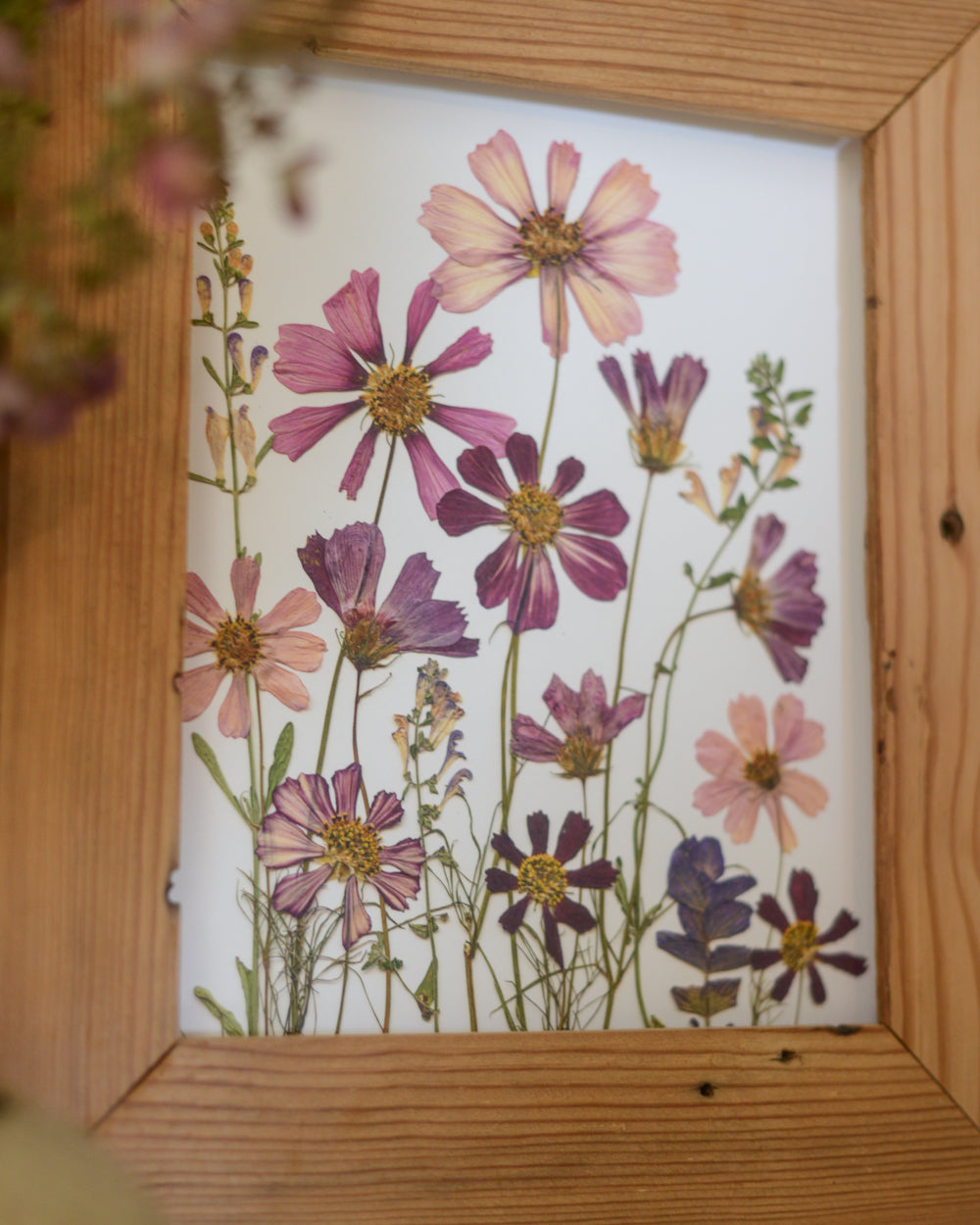 Cosmos Breeze Meadow - Art Print of Pressed Flowers