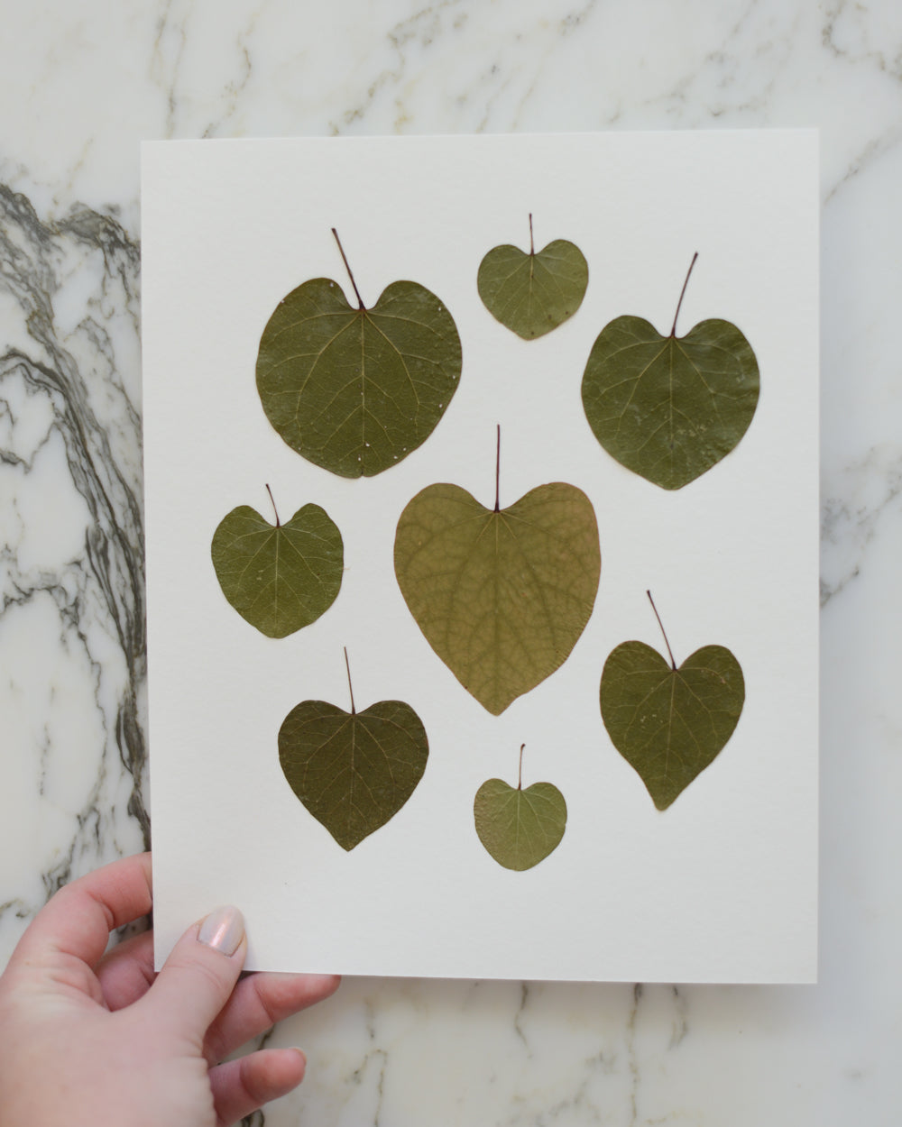 ORIGINAL Redbud Hearts - Unframed 8x10"