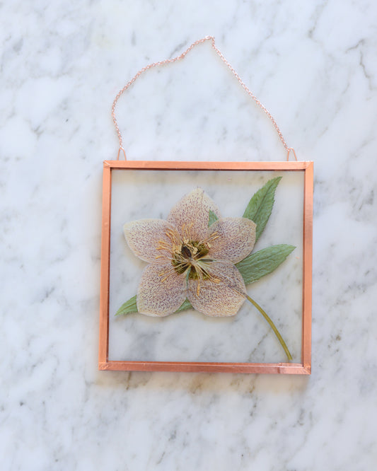 Hellebore - Square Glass and Copper Wall Hanging