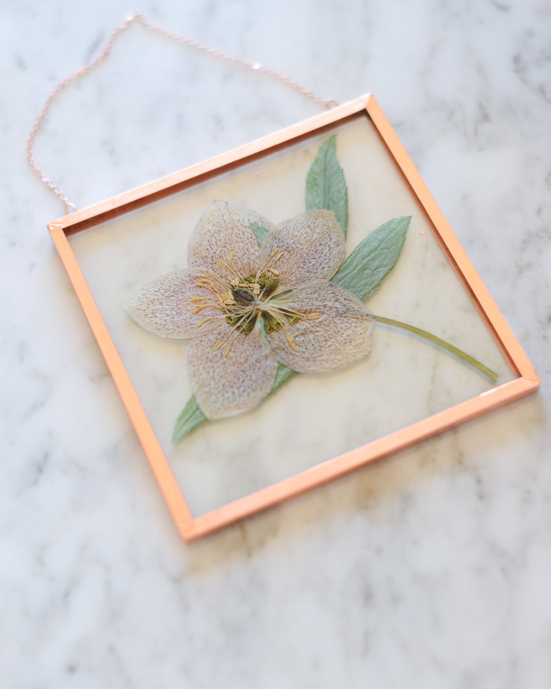 Hellebore - Square Glass and Copper Wall Hanging