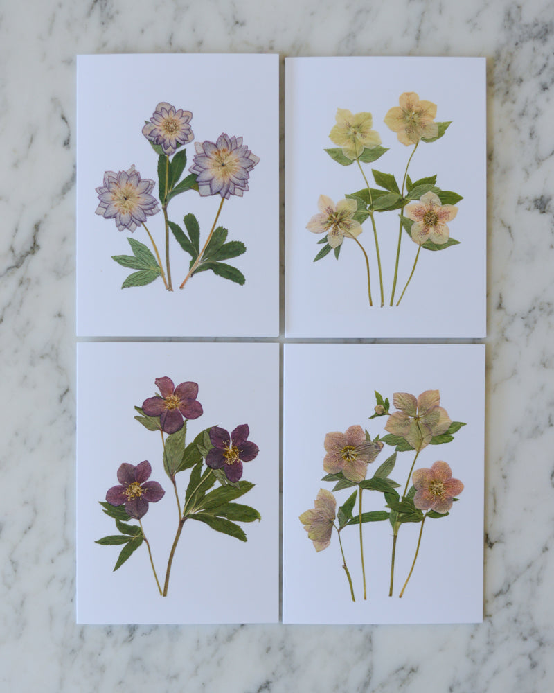 Hellebore Herbarium - Blank Greeting Cards, set of 4+ with envelopes
