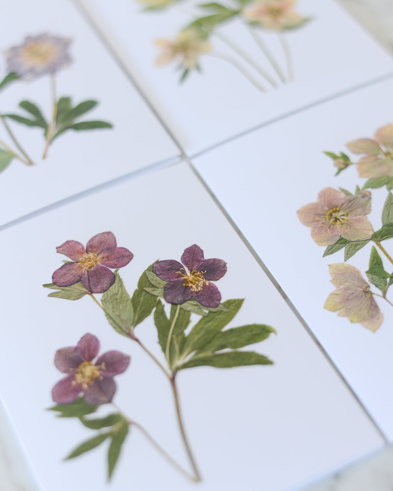Hellebore Herbarium - Blank Greeting Cards, set of 4+ with envelopes