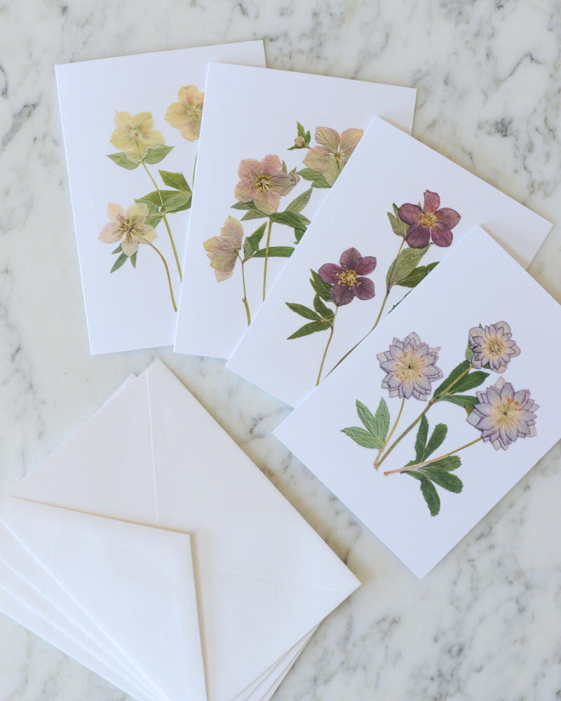 Hellebore Herbarium - Blank Greeting Cards, set of 4+ with envelopes