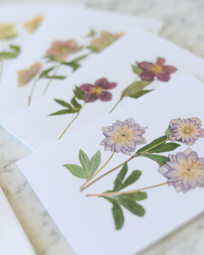 Hellebore Herbarium - Blank Greeting Cards, set of 4+ with envelopes