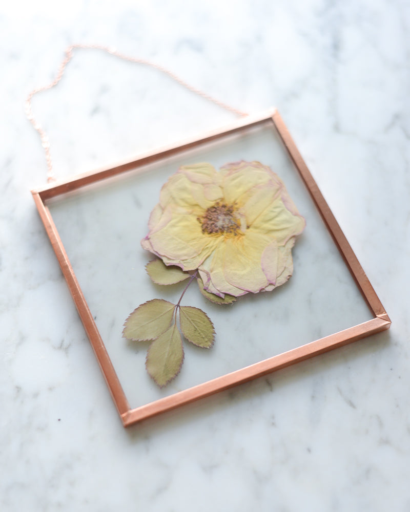 Peach Rose - Small Glass and Copper Wall Hanging