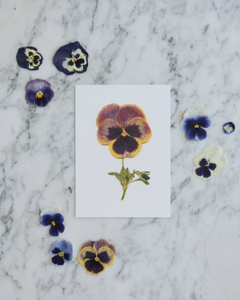 Pansy Herbarium - Art Print of Pressed Flowers
