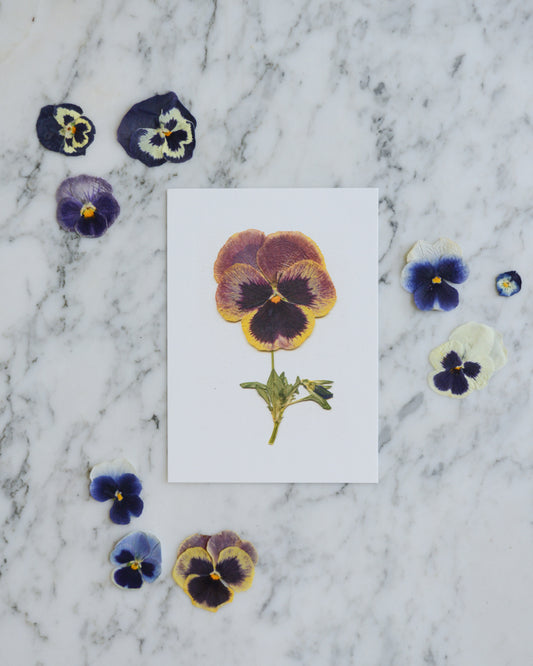 Pansy Herbarium - Art Print of Pressed Flowers
