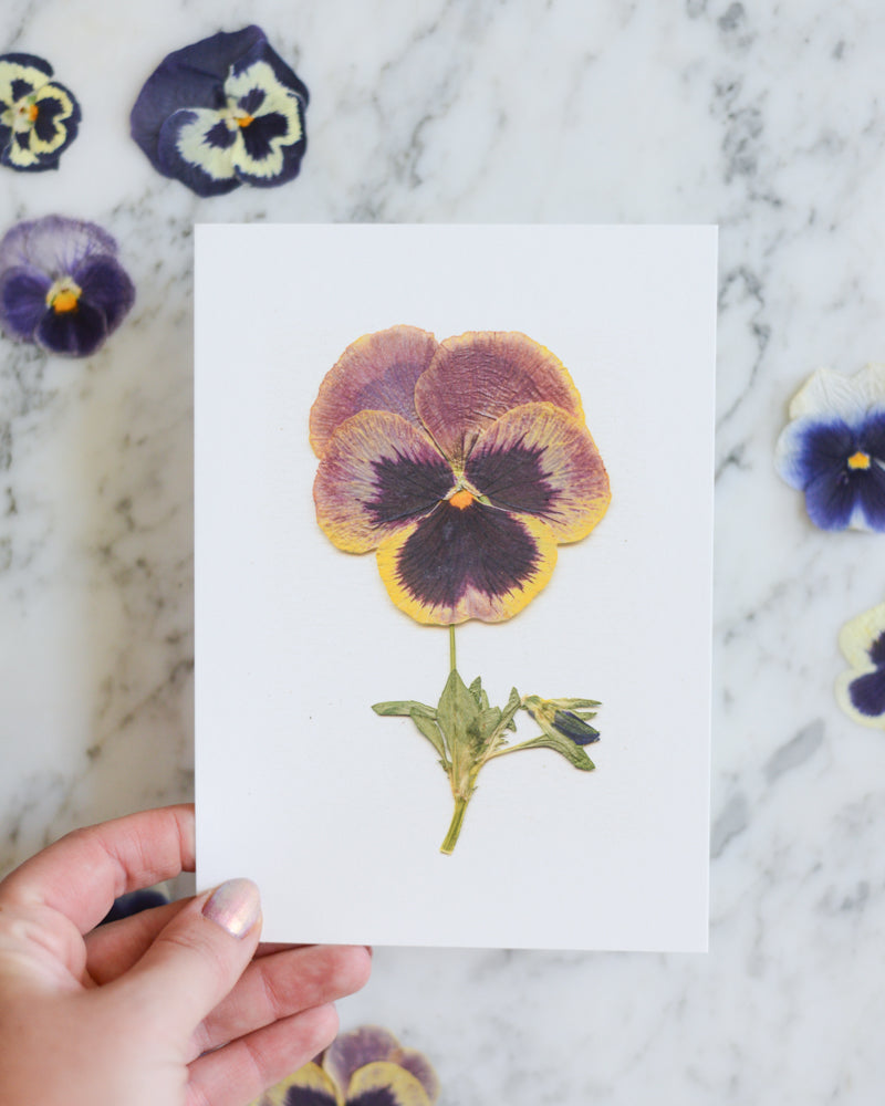 Pansy Herbarium - Art Print of Pressed Flowers