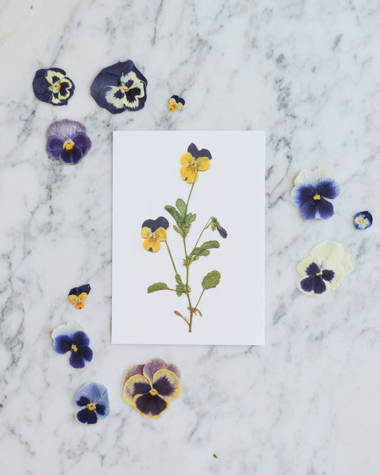 Viola Herbarium - Art Print of Pressed Flowers