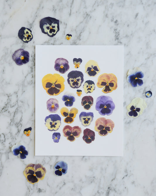 Pansies - Art Print of Pressed Flowers