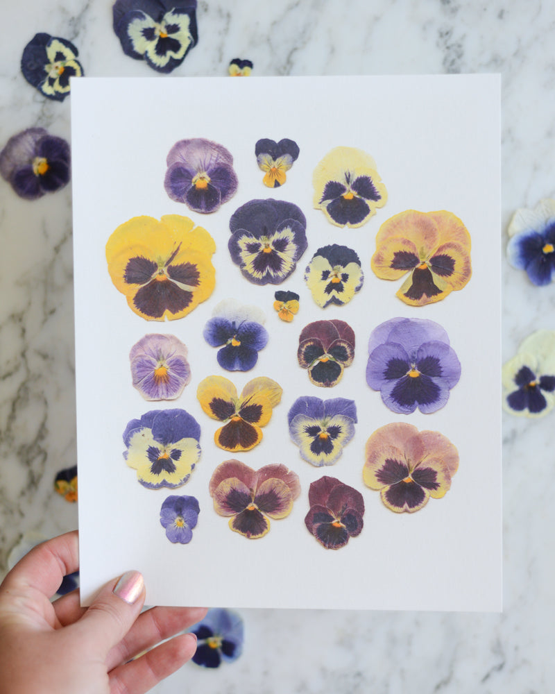 Pansies - Art Print of Pressed Flowers