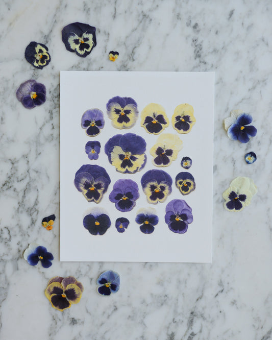 Blue Pansies - Art Print of Pressed Flowers