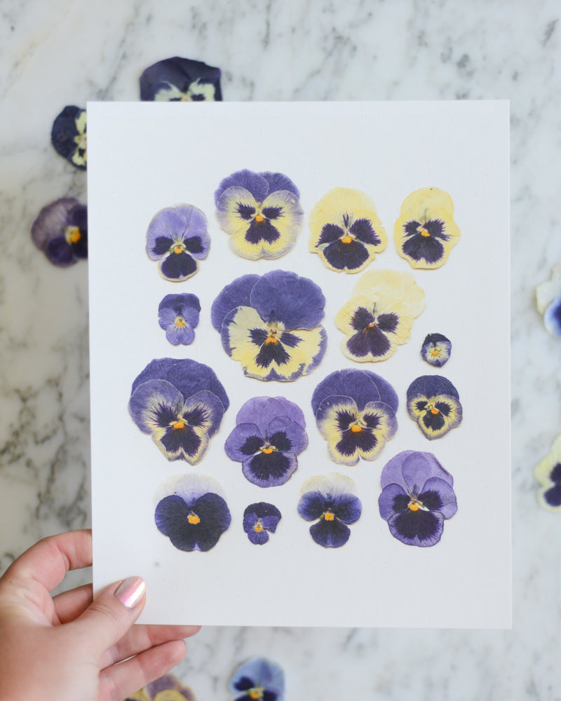 Blue Pansies - Art Print of Pressed Flowers