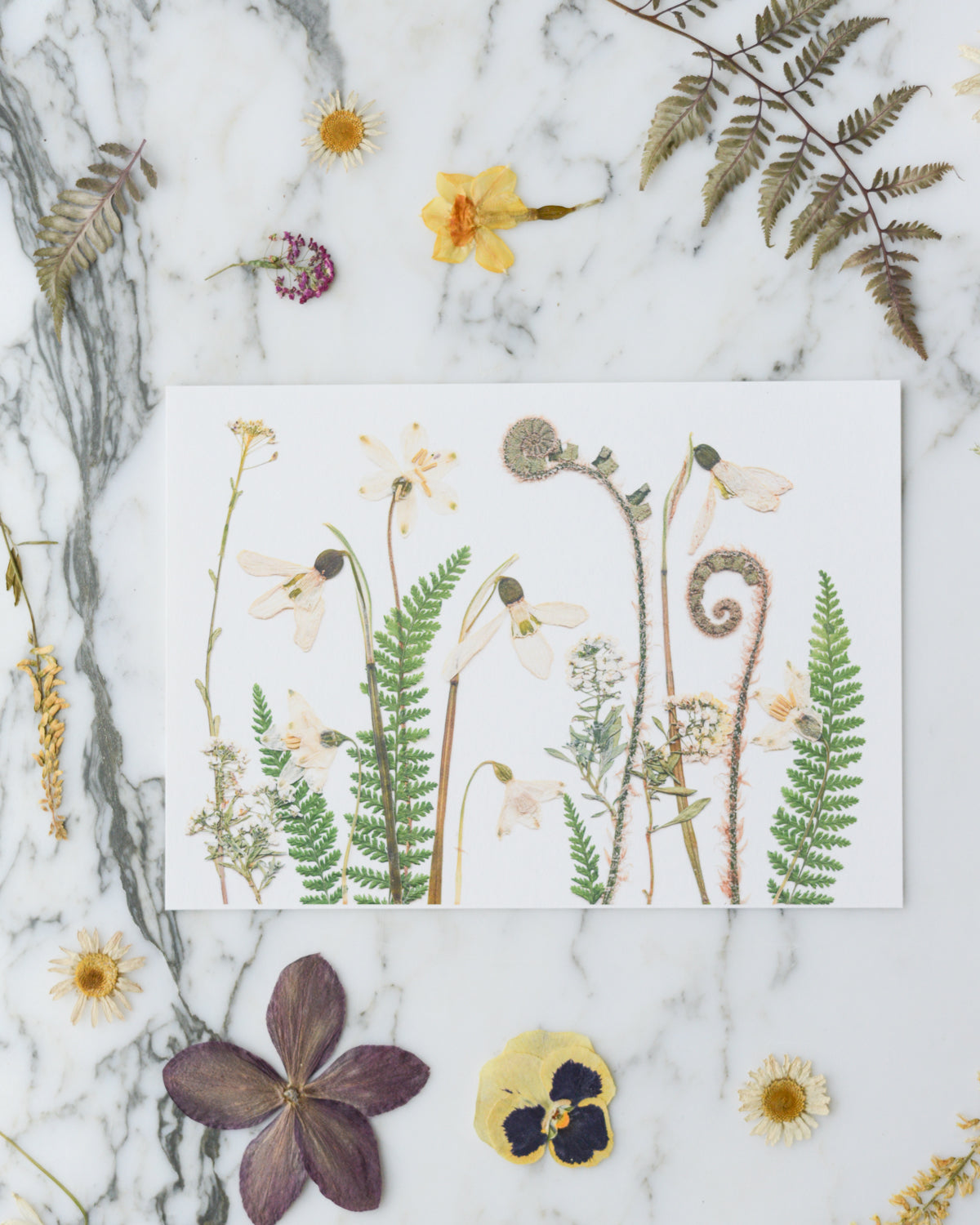 Birthday Meadows - Art Print of Pressed Flowers