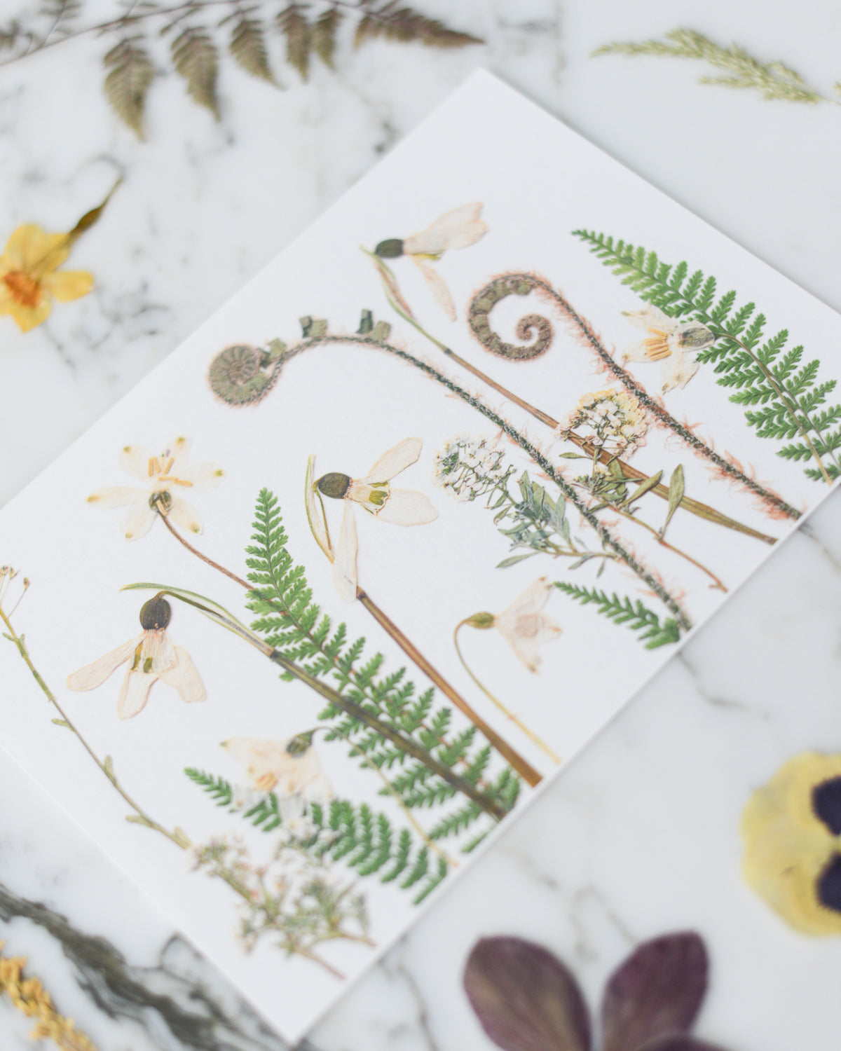 Birthday Meadows - Art Print of Pressed Flowers