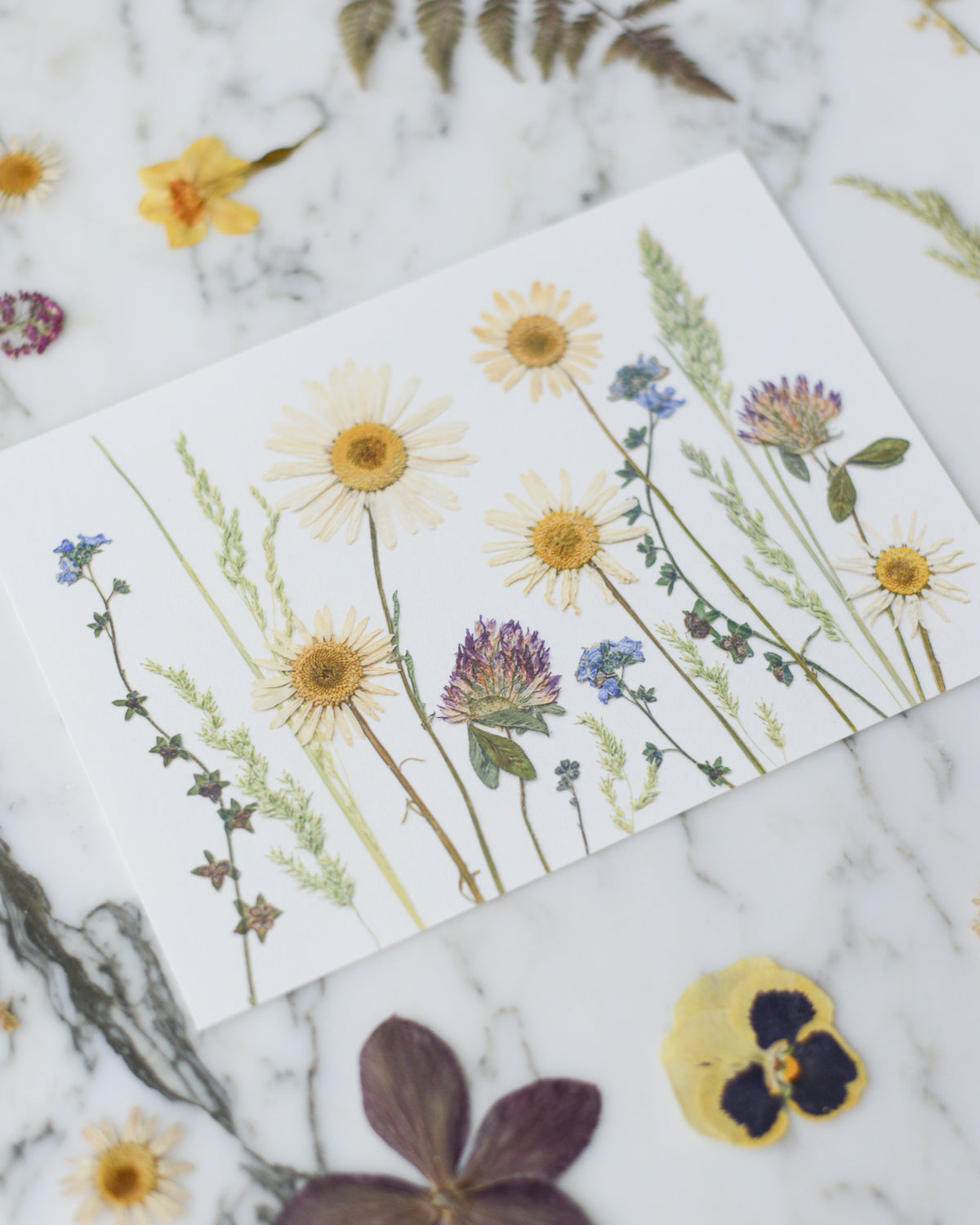 Birthday Meadows - Art Print of Pressed Flowers