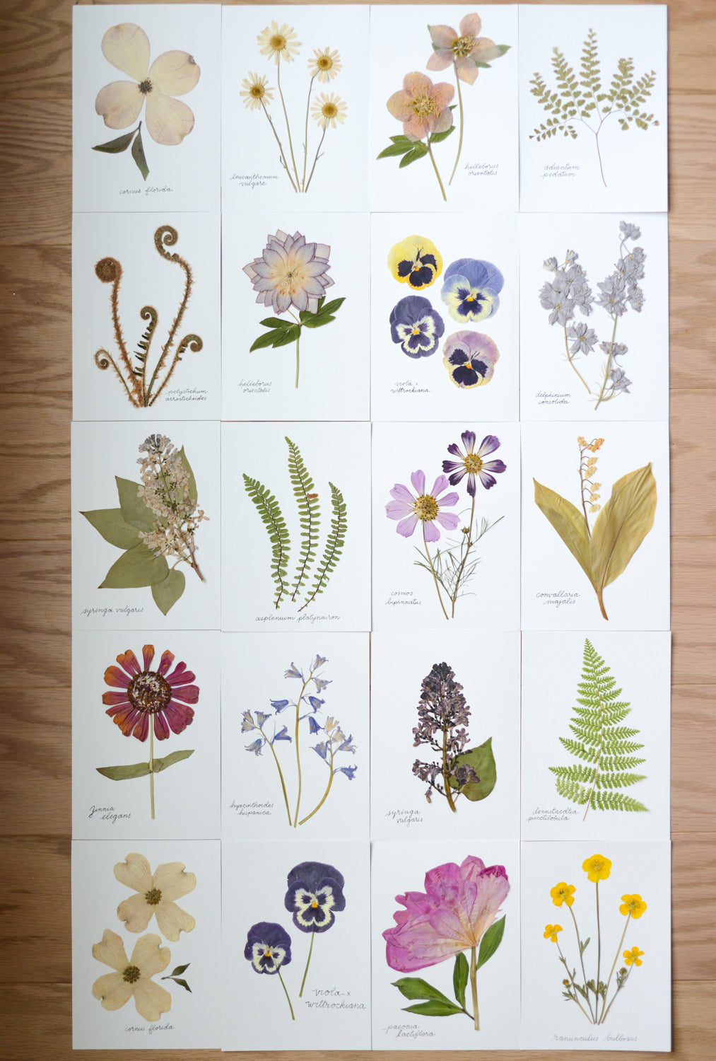 Unframed Botanicals 5x7" - Spring Equinox Collection