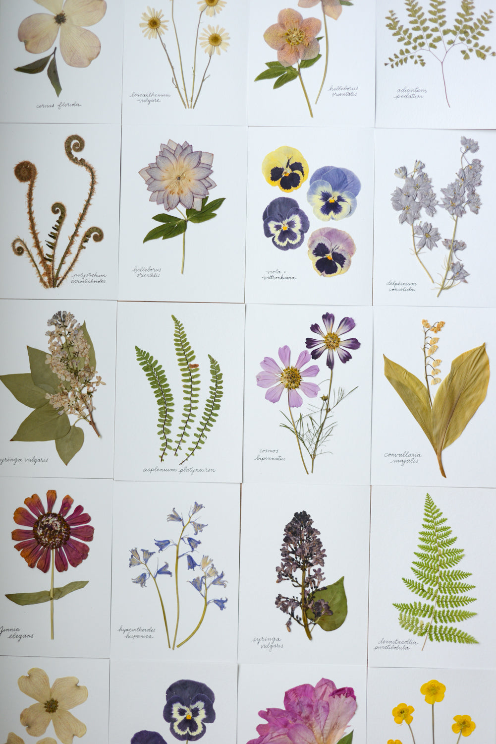 Unframed Botanicals 5x7" - Spring Equinox Collection