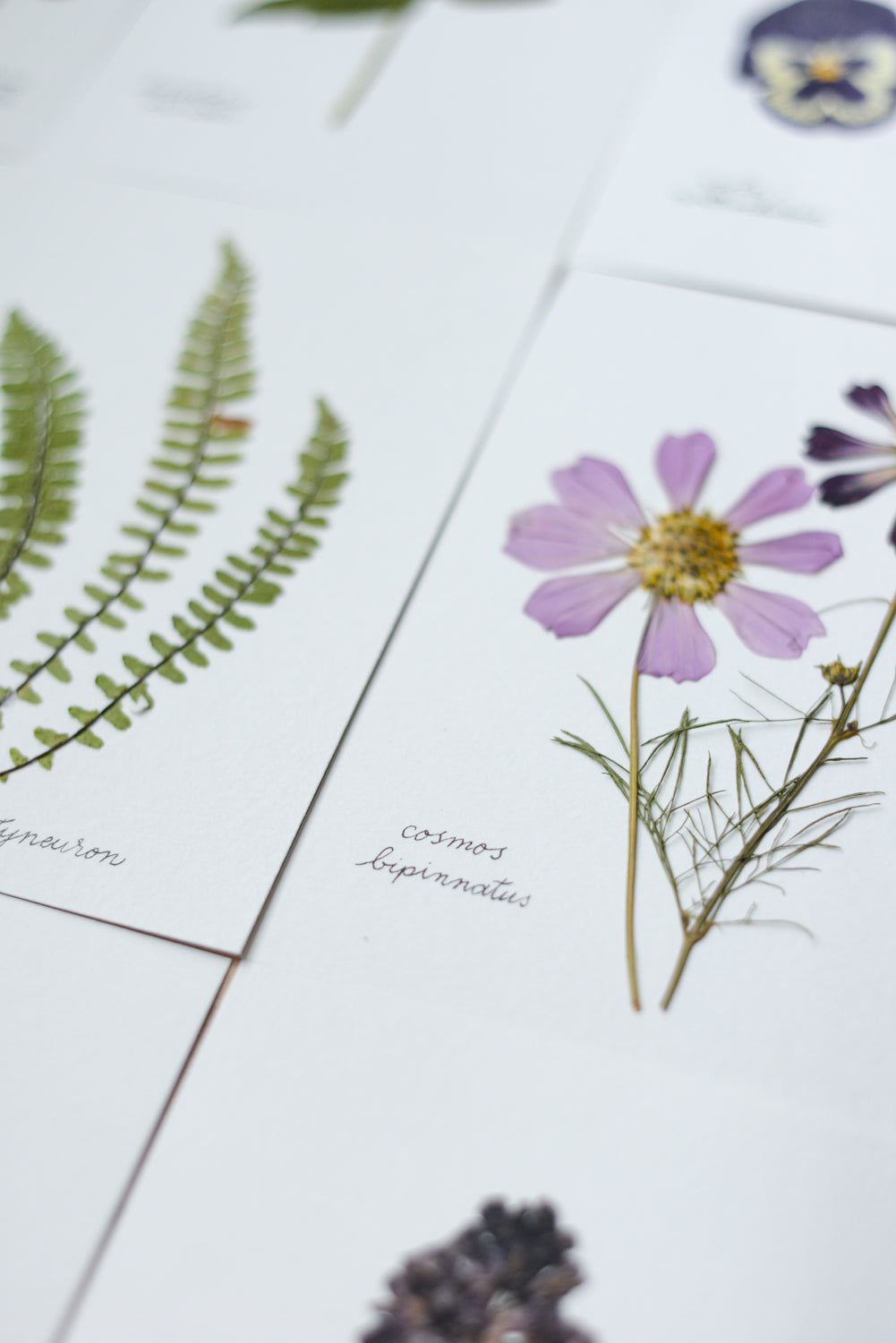 Unframed Botanicals 5x7" - Spring Equinox Collection