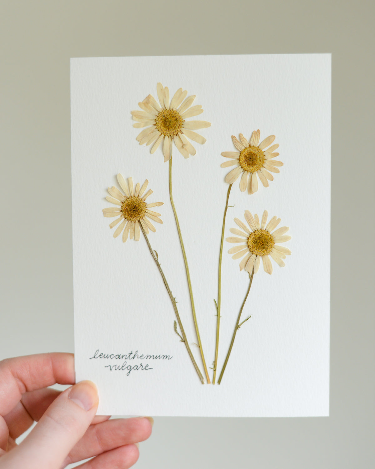 Unframed Botanicals 5x7" - Spring Equinox Collection