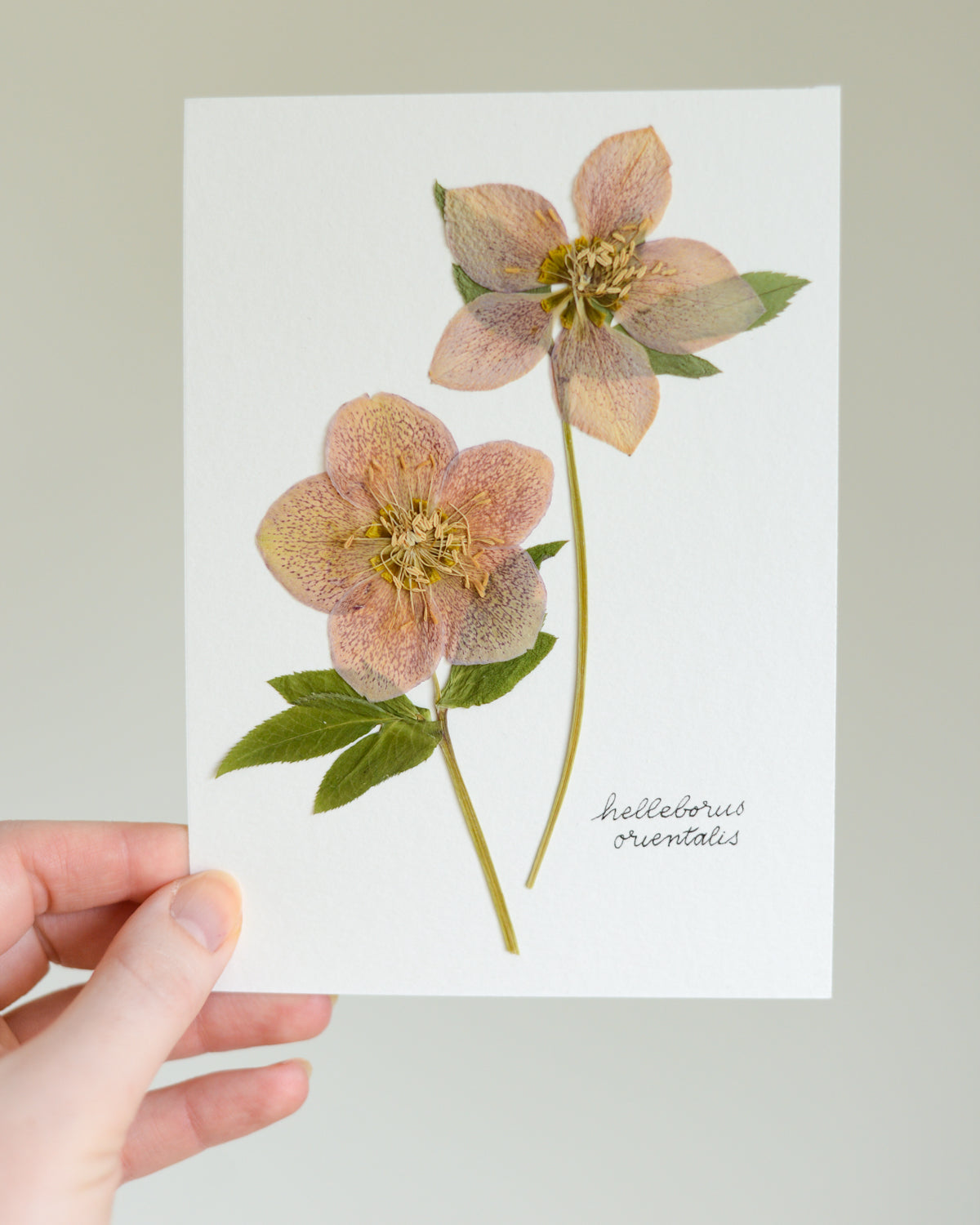 Unframed Botanicals 5x7" - Spring Equinox Collection