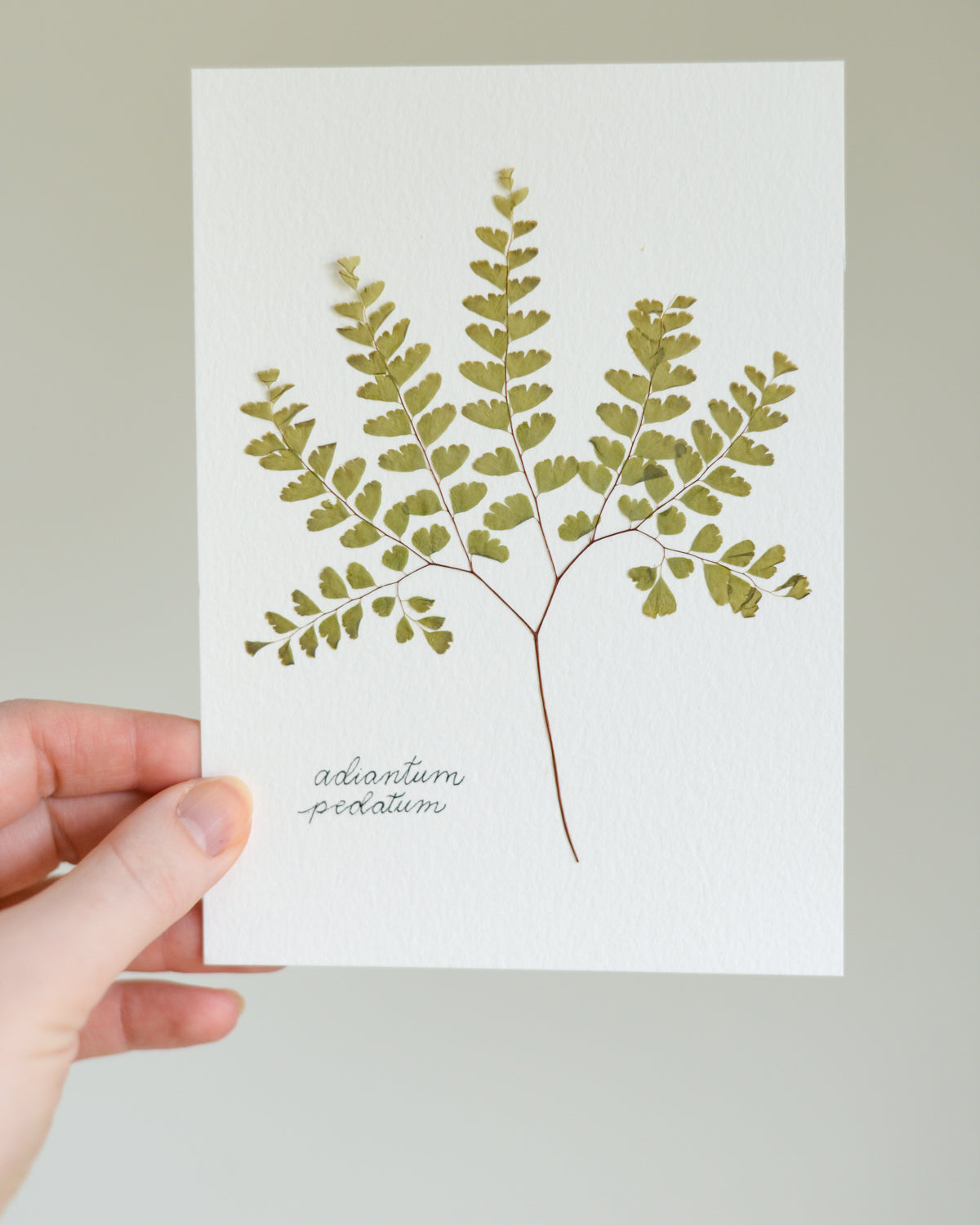 Unframed Botanicals 5x7" - Spring Equinox Collection