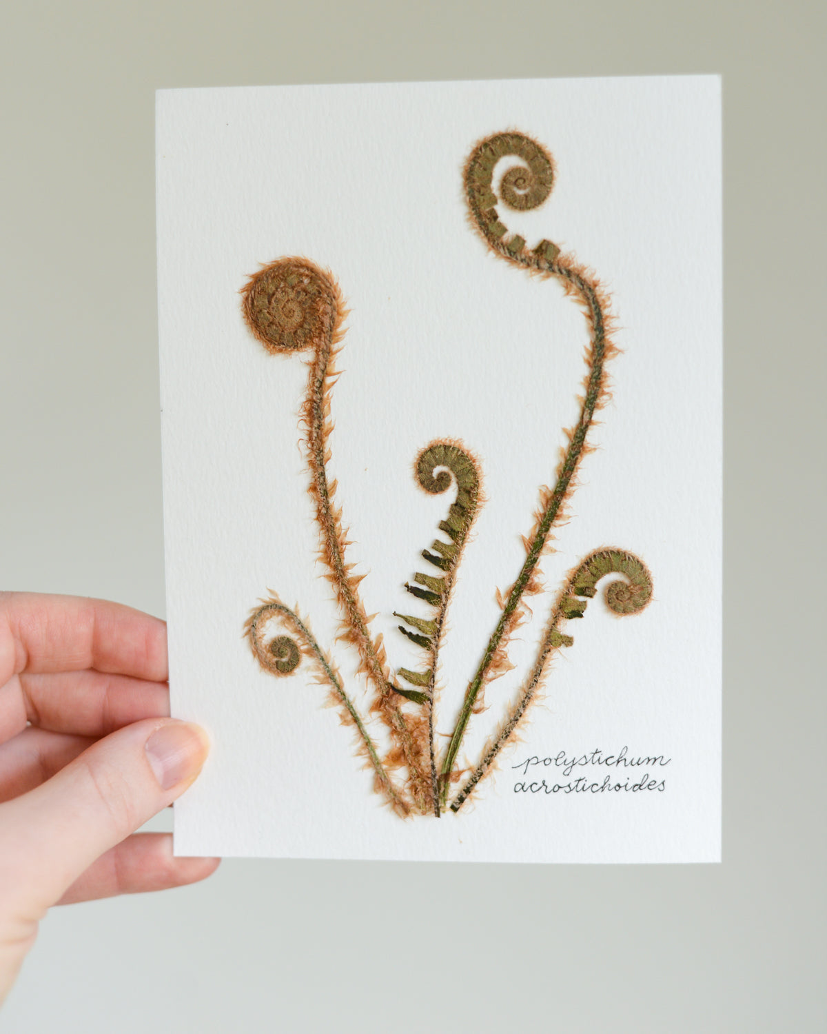 Unframed Botanicals 5x7" - Spring Equinox Collection
