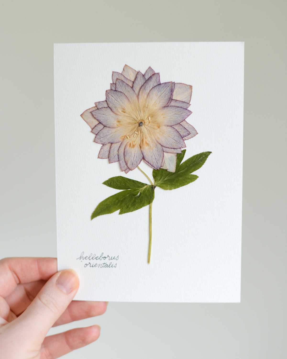 Unframed Botanicals 5x7" - Spring Equinox Collection