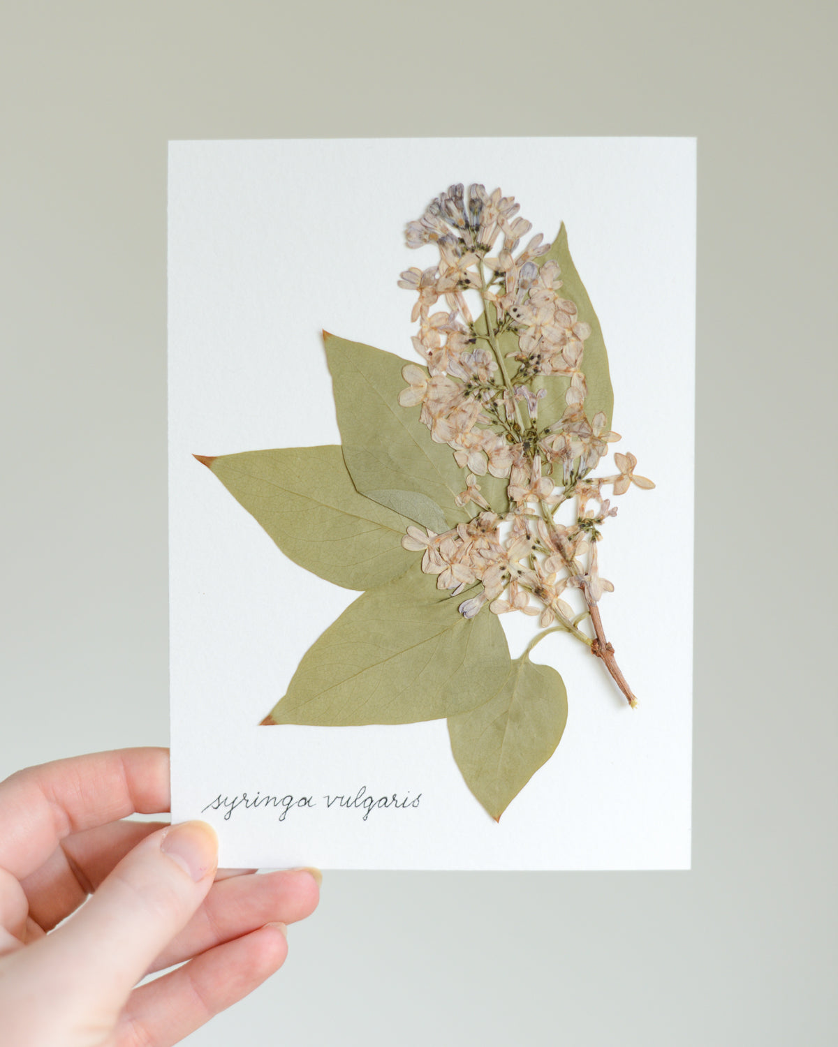 Unframed Botanicals 5x7" - Spring Equinox Collection
