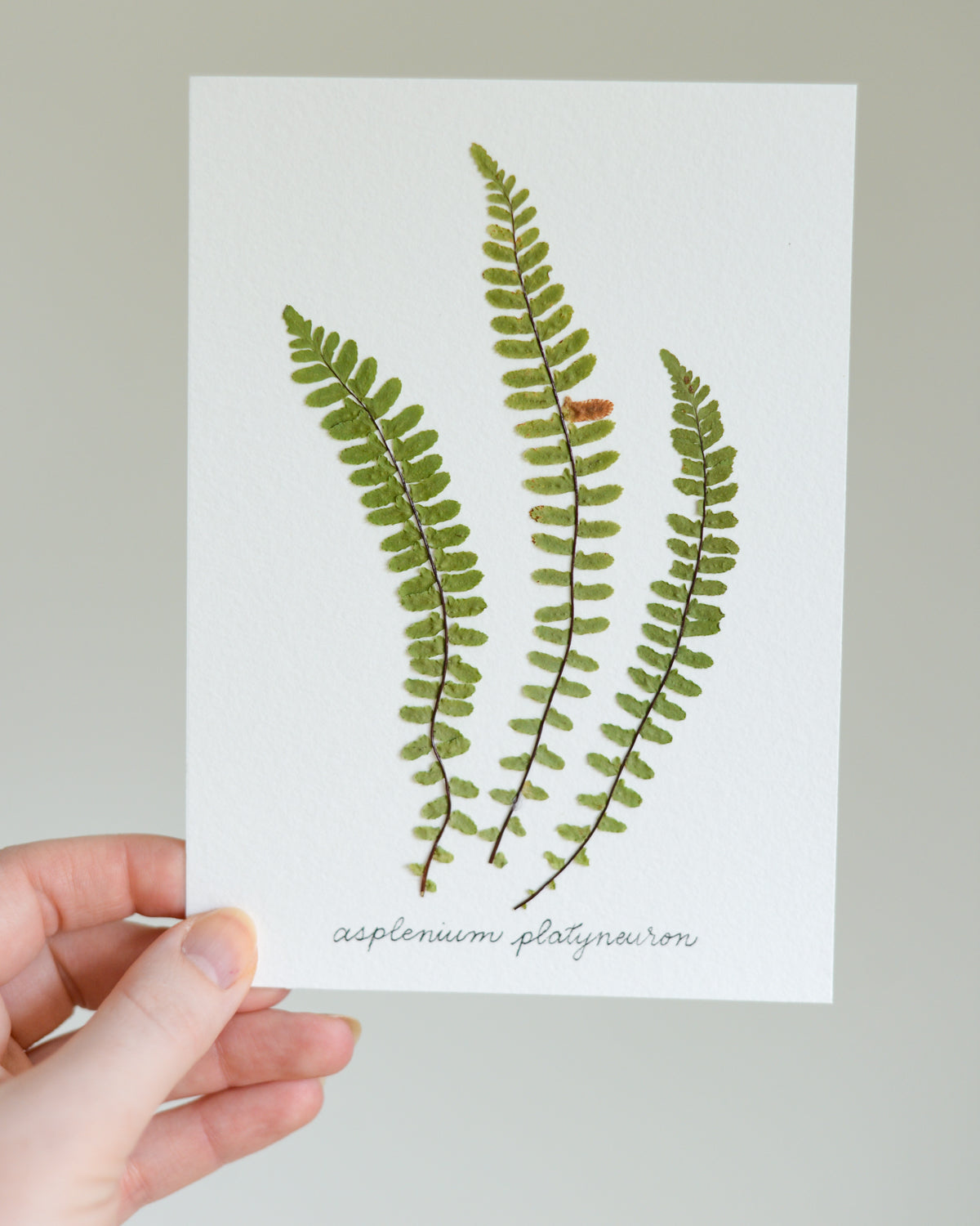 Unframed Botanicals 5x7" - Spring Equinox Collection