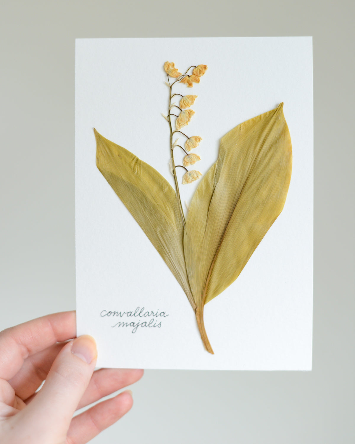 Unframed Botanicals 5x7" - Spring Equinox Collection