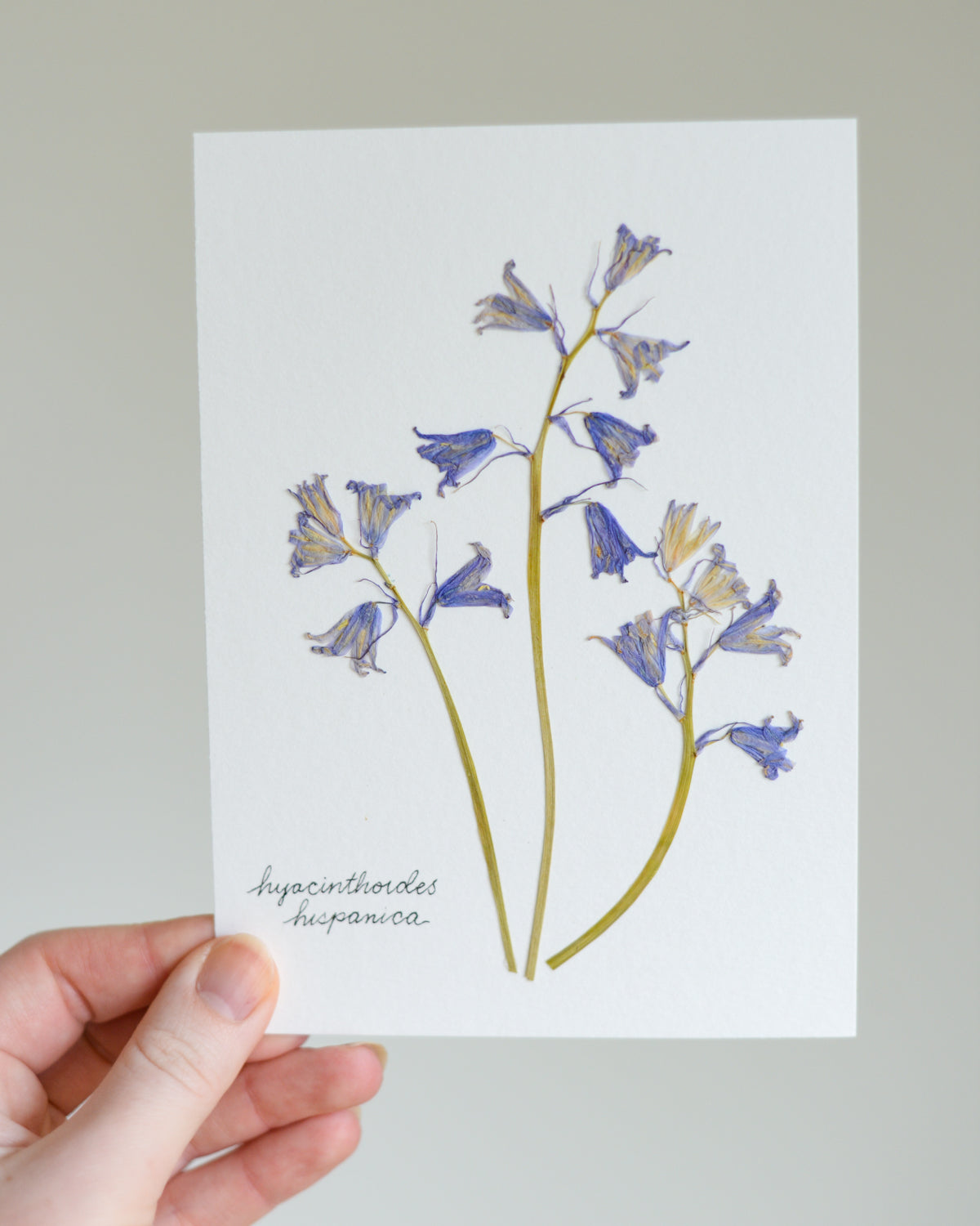 Unframed Botanicals 5x7" - Spring Equinox Collection