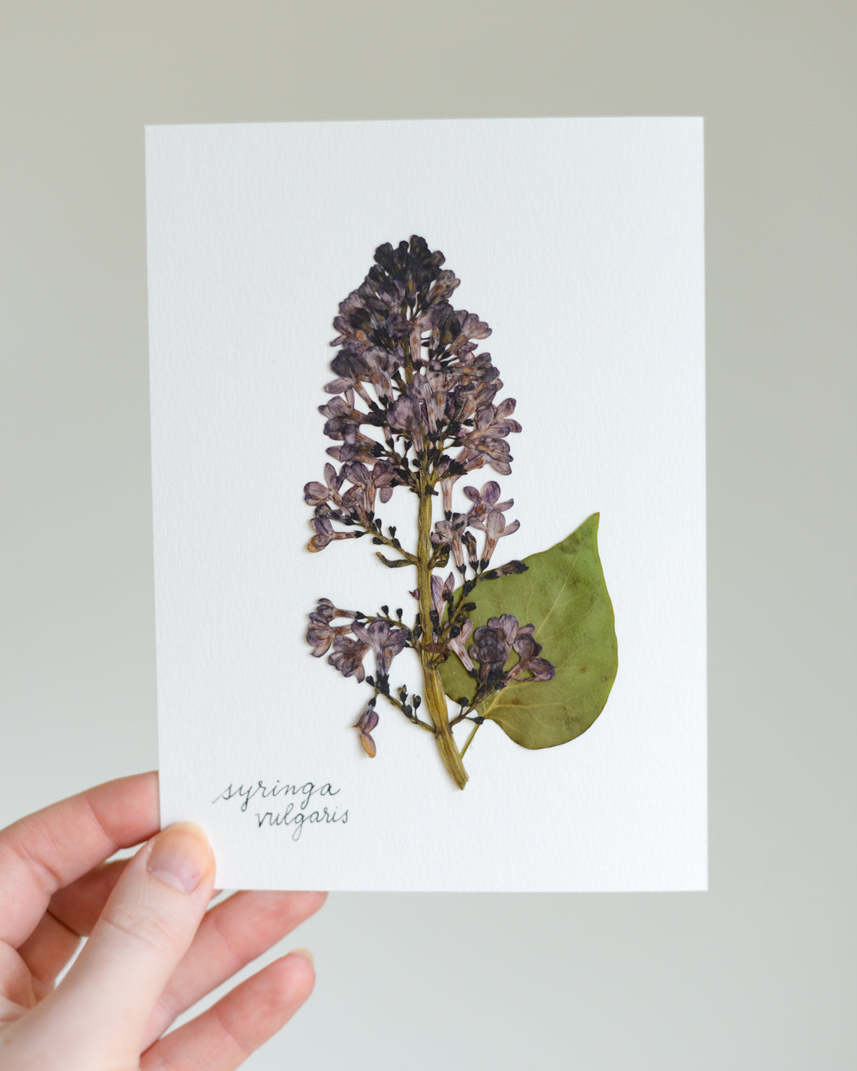 Unframed Botanicals 5x7" - Spring Equinox Collection
