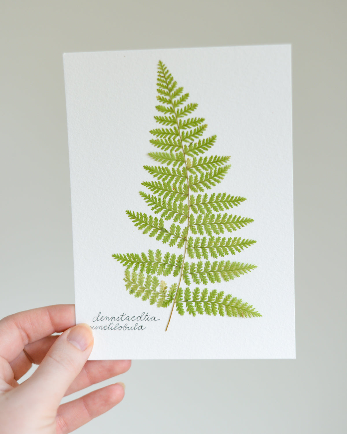 Unframed Botanicals 5x7" - Spring Equinox Collection