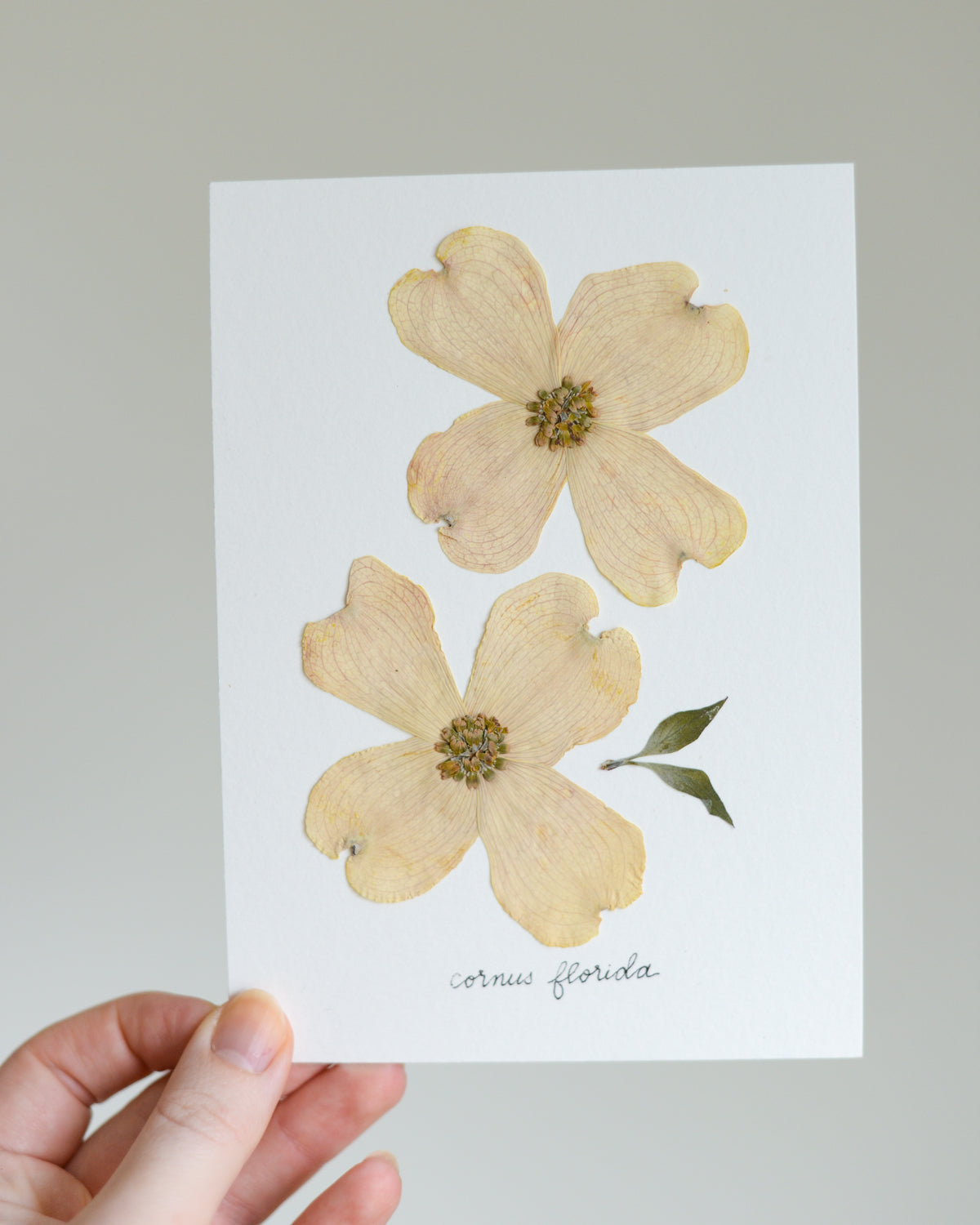 Unframed Botanicals 5x7" - Spring Equinox Collection